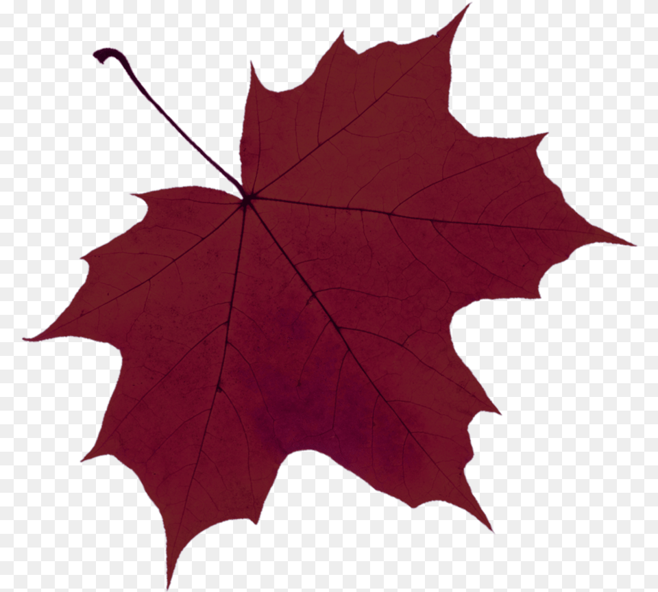 Leaf Red Autumn, Plant, Tree, Maple, Maple Leaf Png