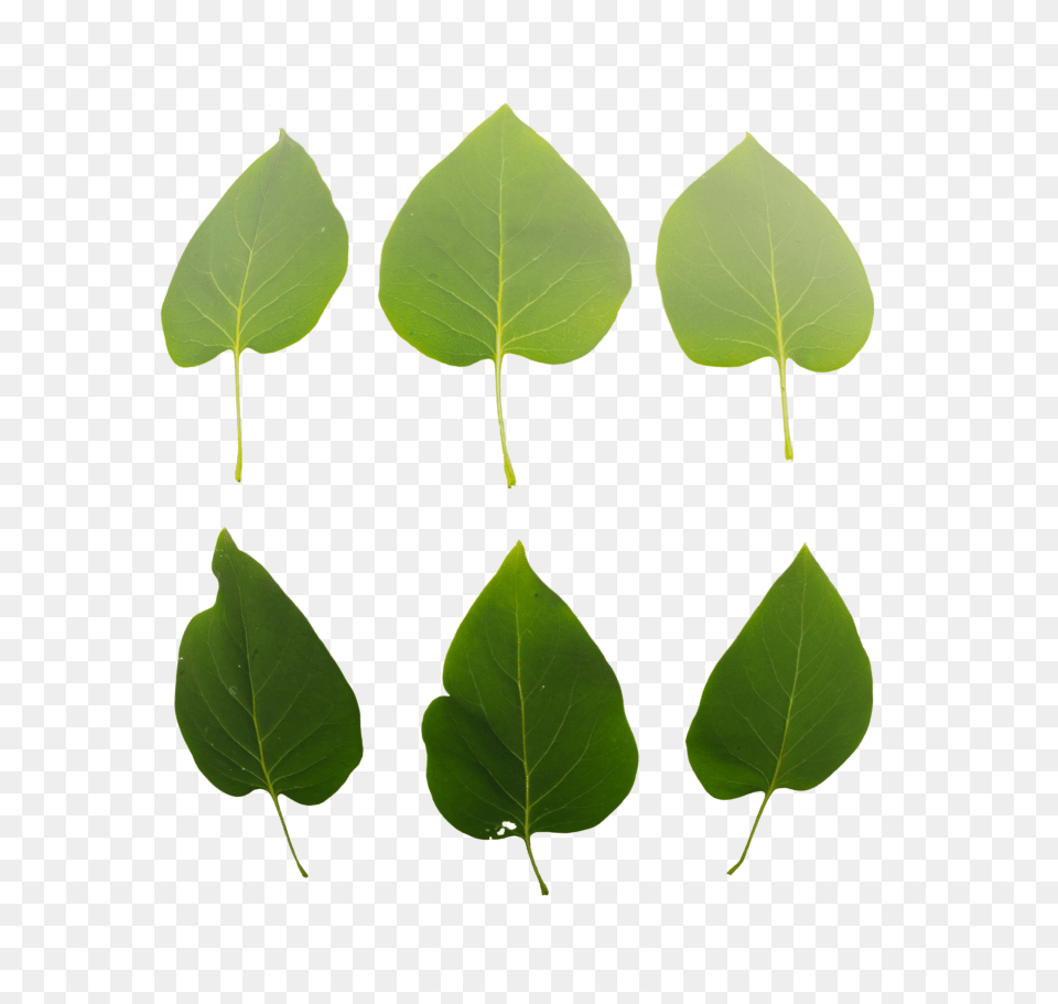 Leaf Set Tree, Plant Free Transparent Png