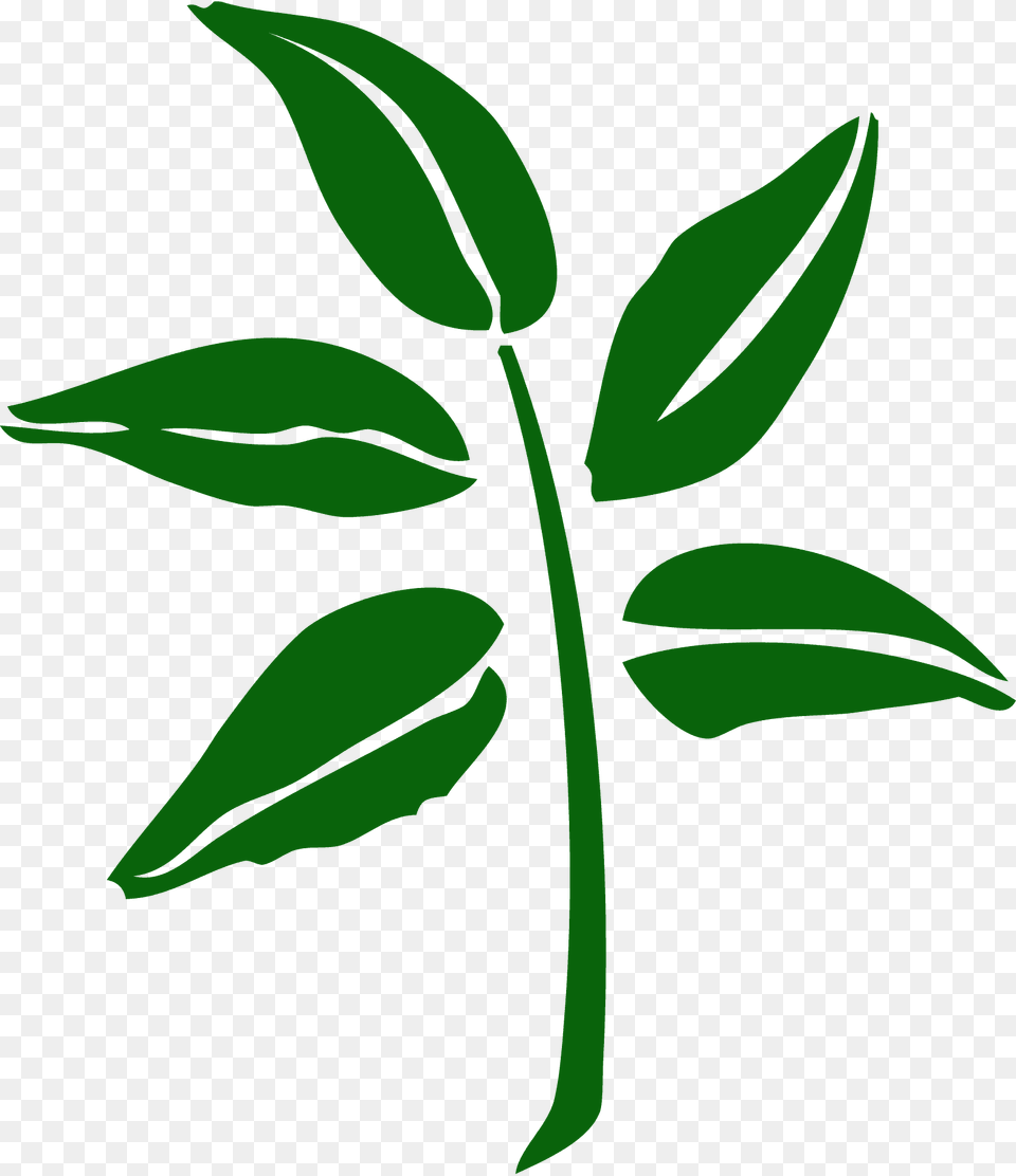 Leaf Silhouette, Green, Herbal, Herbs, Plant Png Image
