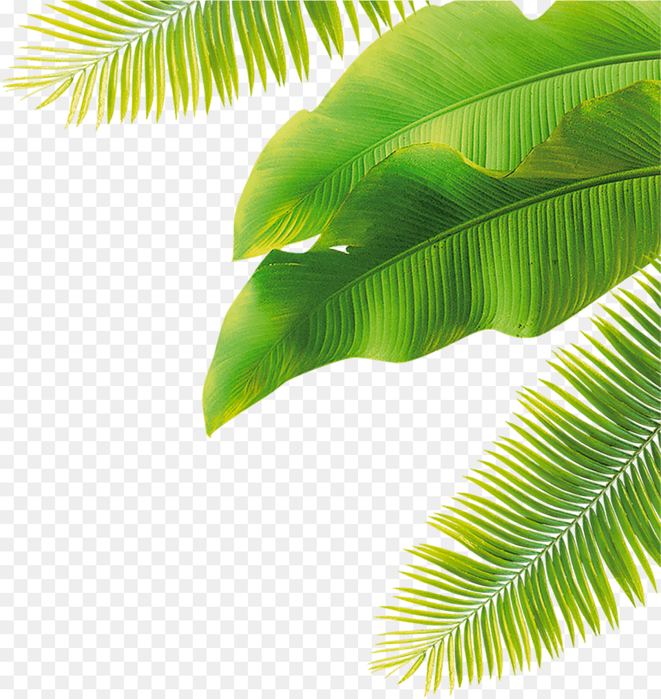 Leaf Size Palm Tree Leaf, Fern, Plant Png