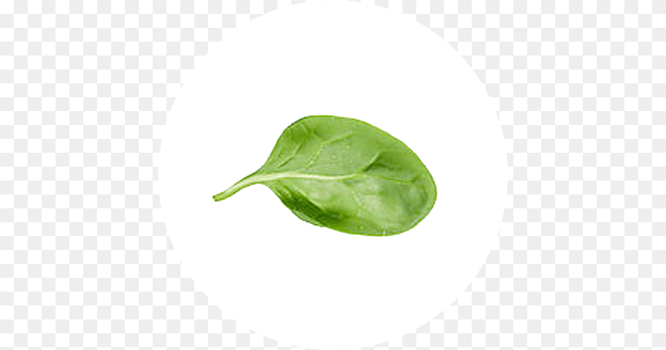 Leaf Spinach Spinach Leaves Background, Food, Leafy Green Vegetable, Plant, Produce Png Image