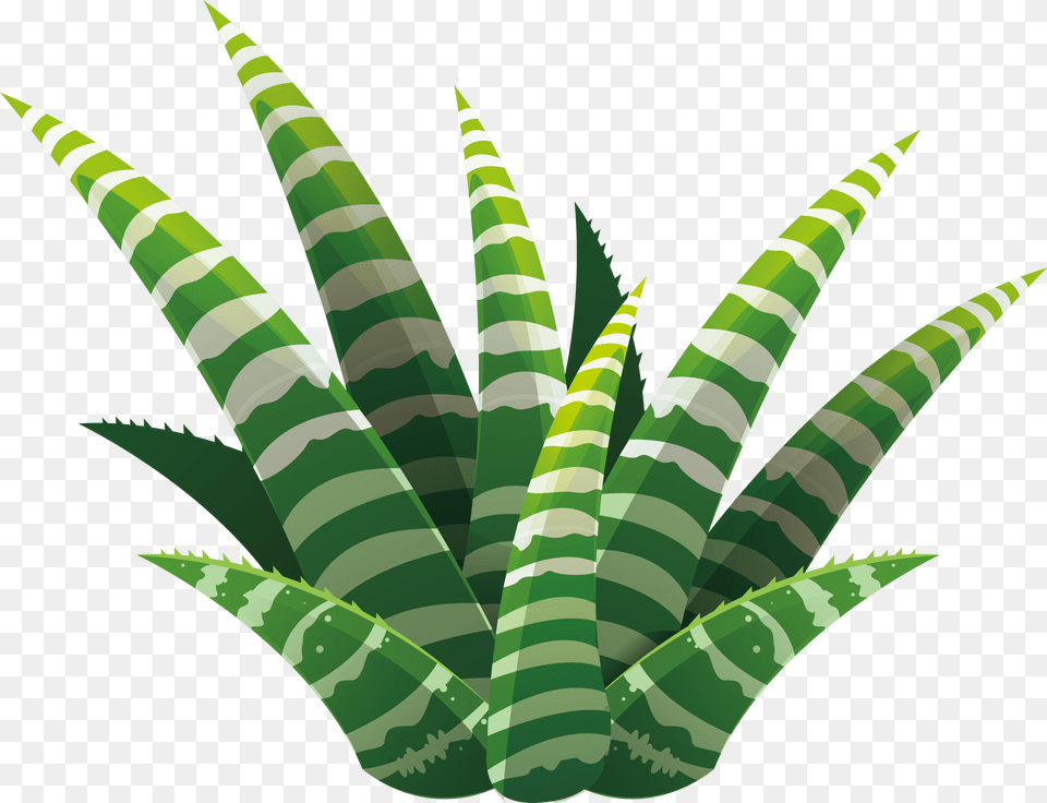 Leaf Succulent Plant Euclidean Vector Illustration Succulent Illustration, Aloe, Animal, Fish, Sea Life Png Image