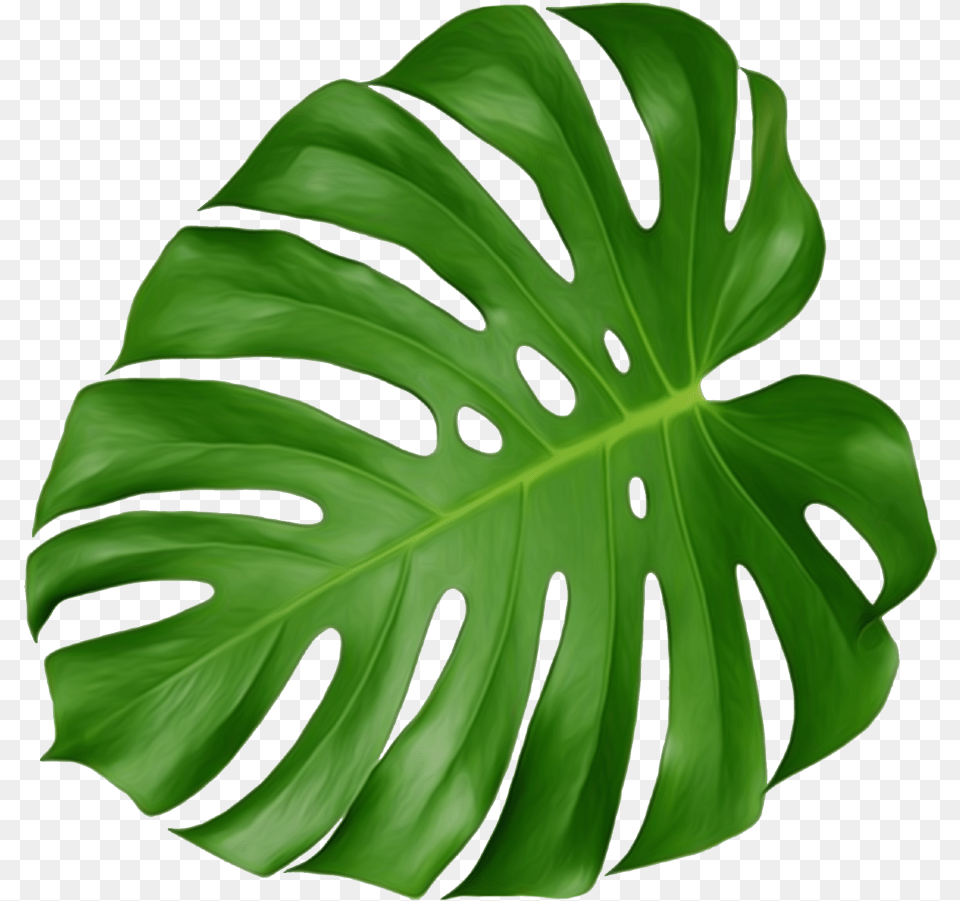 Leaf Swiss Cheese Plant, Person Png