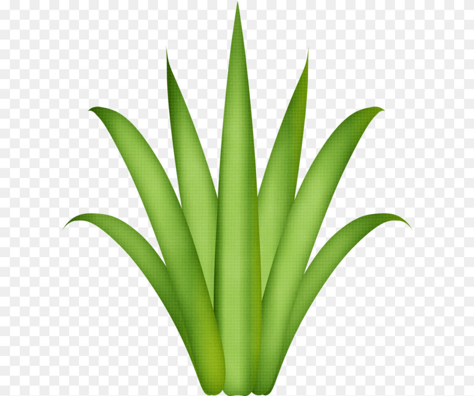 Leaf Template Tree Leaves Paper Easy Aloe Vera Drawing, Green, Plant Png Image