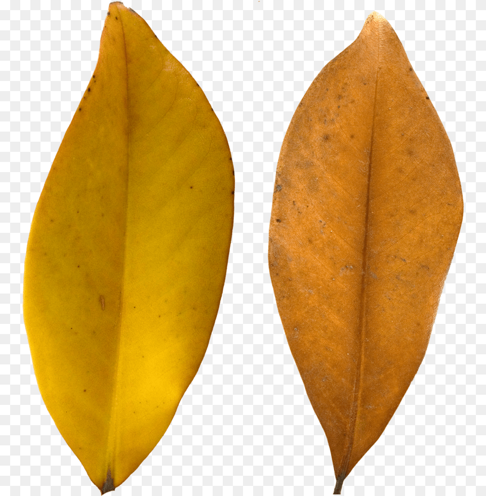 Leaf Texture, Plant, Tree Free Transparent Png