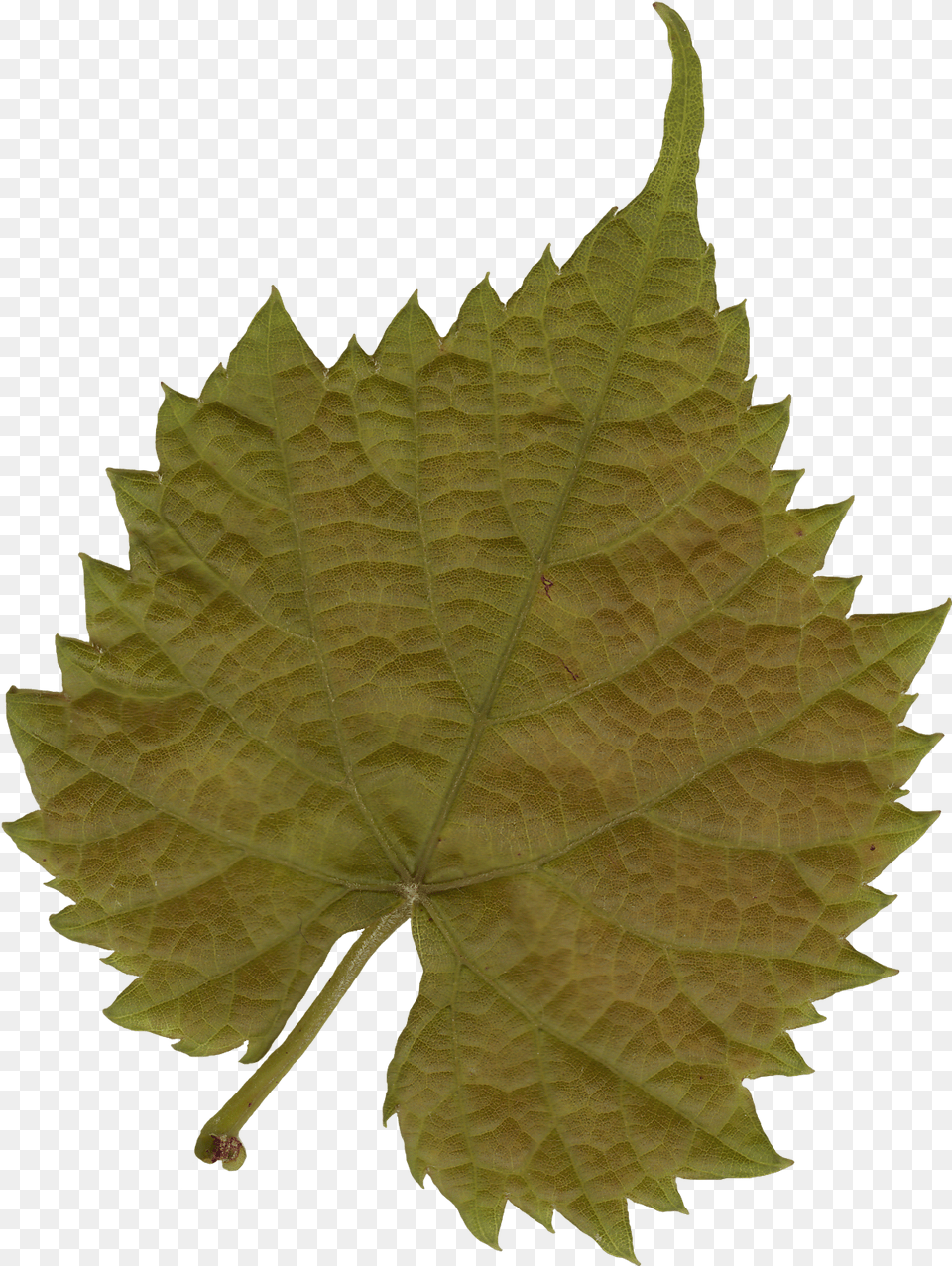 Leaf Texture Leaf Texture, Plant, Tree Free Png