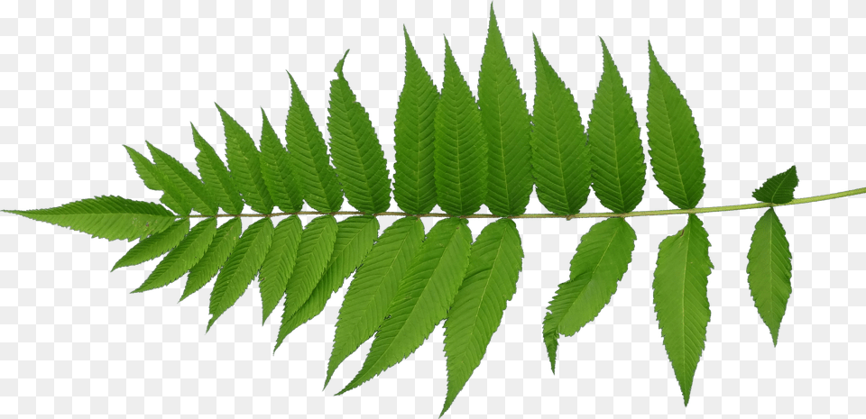 Leaf Texture Mapping Plant Stem Leaf Texture Png