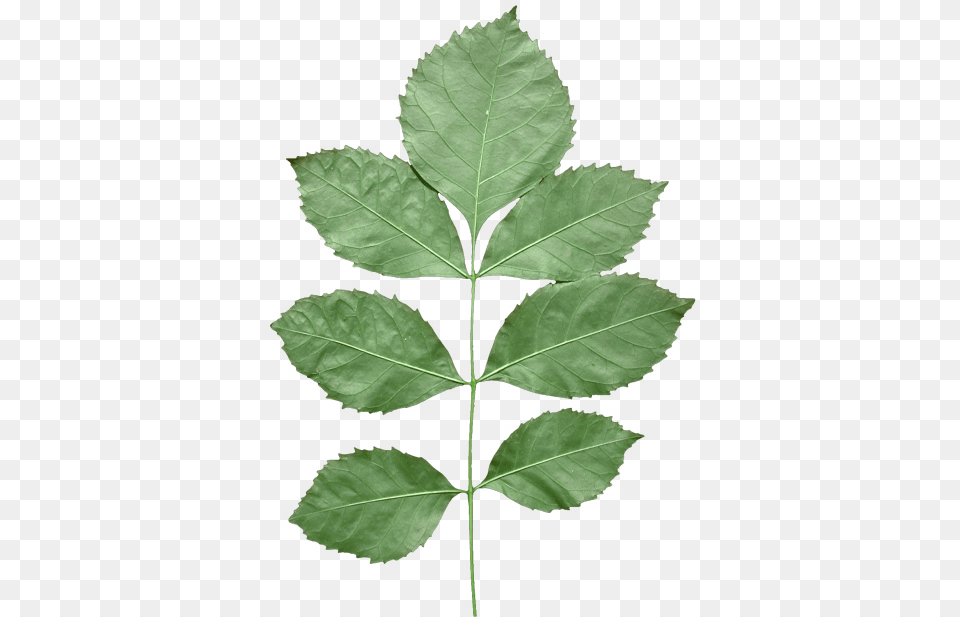 Leaf Texture With Alpha, Plant, Tree Png