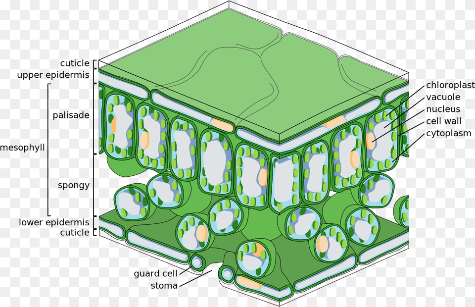 Leaf Tissue Structure Palisade Layer Of Leaf, Neighborhood Free Png