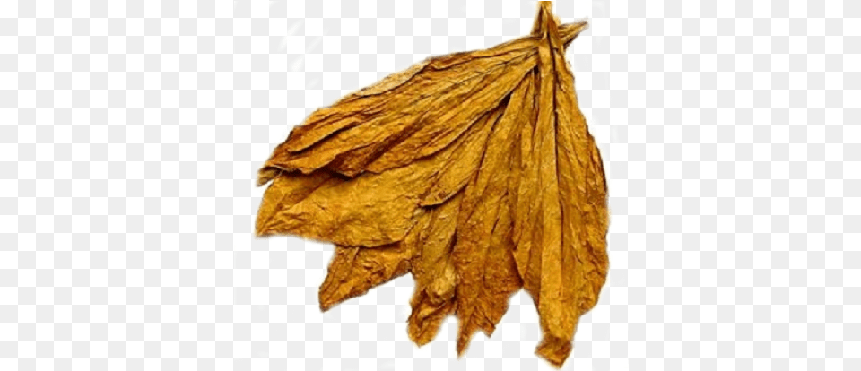 Leaf Tobacco Tobacco Plant Leaves Dried, Tree, Maple Leaf, Animal, Bear Free Png Download