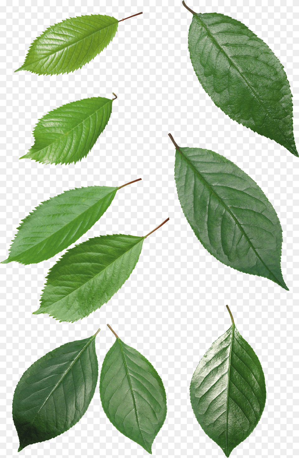 Leaf Top, Adult, Male, Man, Person Free Png Download