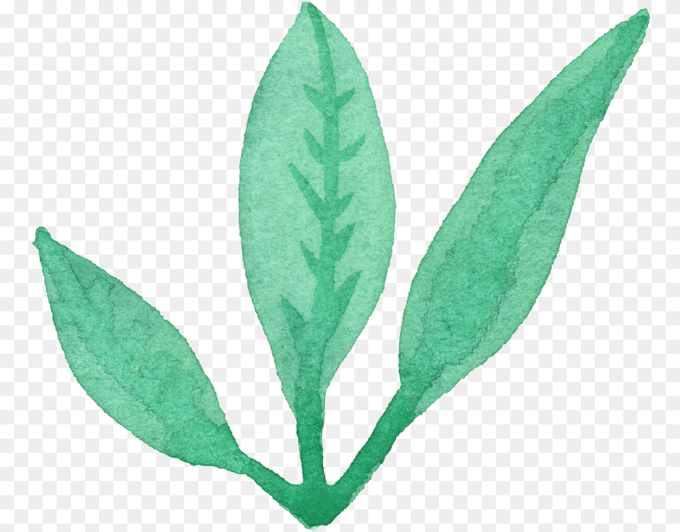 Leaf Transpa Vol 3 Onlygfx Com Jolly Green Giant, Herbal, Plant, Herbs, Grass Png Image