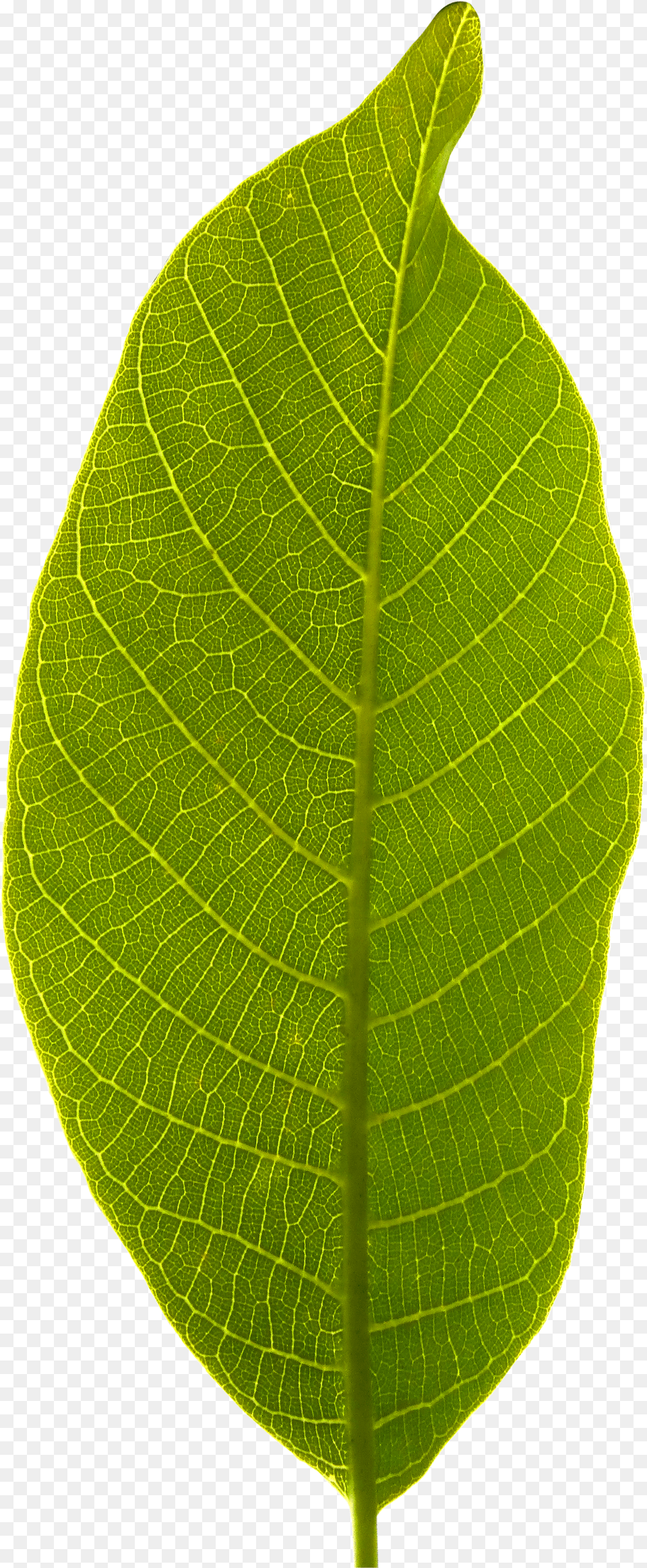 Leaf Background Tree Leaf No Background Free Transparent Png