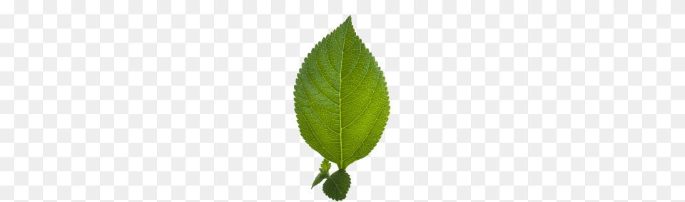 Leaf Transparent Plant, Herbal, Herbs Png Image