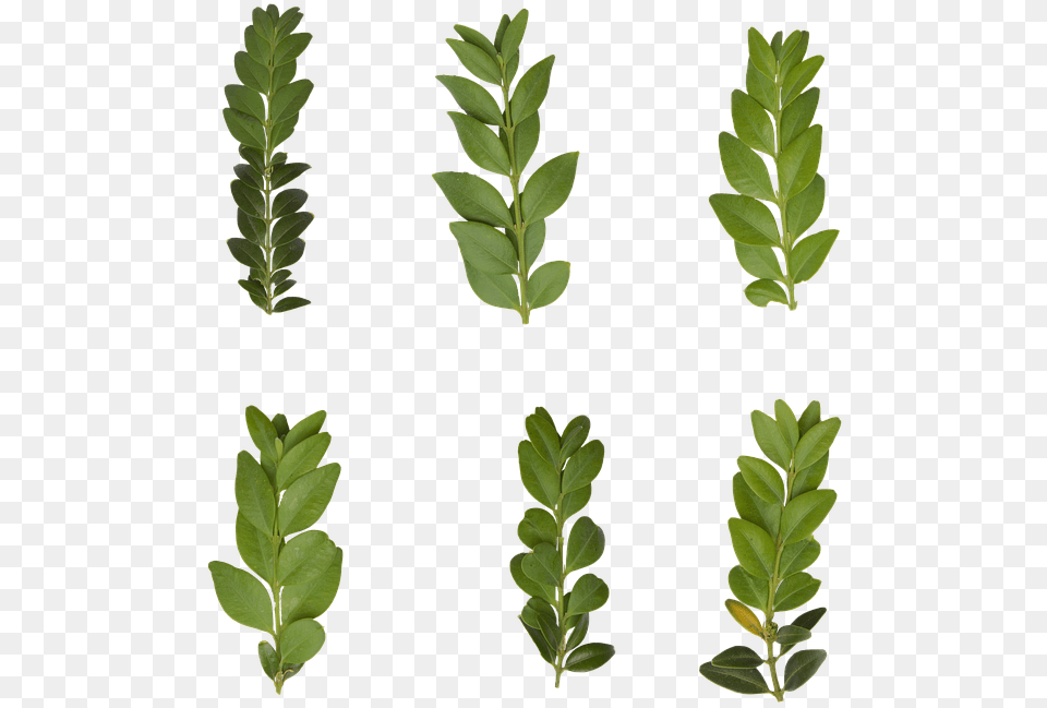 Leaf Transparent Plant Green Nature Leaves Gambel Oak, Vegetation, Astragalus, Flower, Tree Free Png Download
