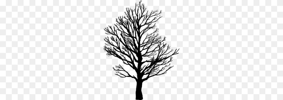 Leaf Tree Drawing Oak Branch, Gray Free Transparent Png
