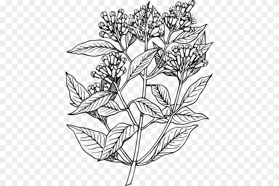 Leaf Tree Flower Plant Clove Bush Herb Shrub Elder Flower Line Art, Doodle, Drawing Png