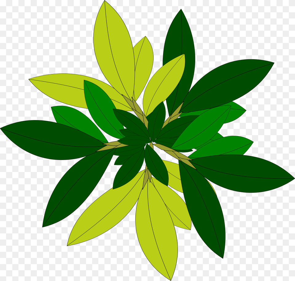 Leaf Tree Top View File Clipart Plant Top View Vector, Green, Herbal, Herbs, Vegetation Png Image