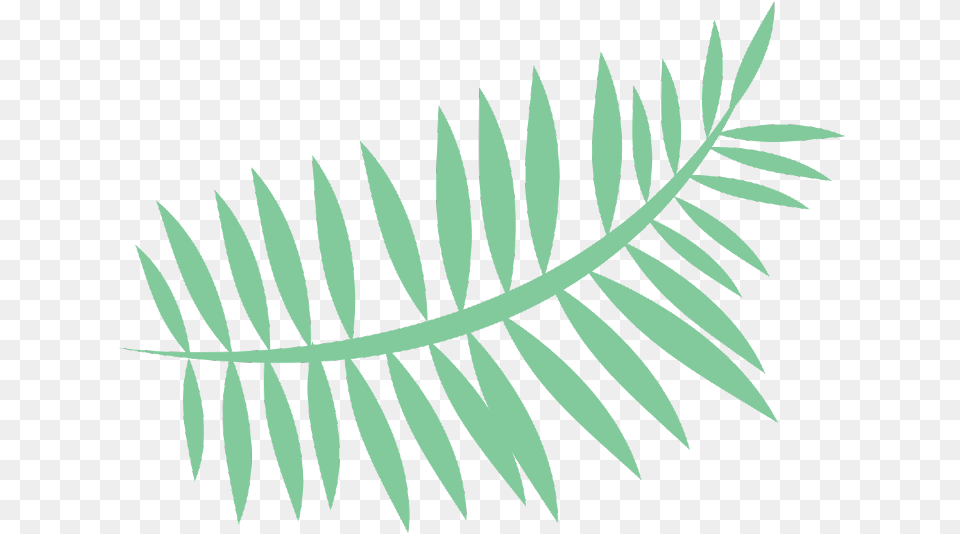 Leaf Tropical Summer Palm Palmleaf Cartoon Freetoedit, Plant, Fern Free Transparent Png