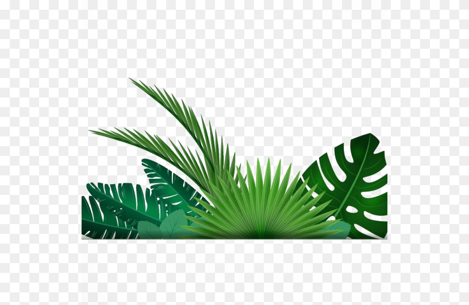 Leaf Tropics Clip Transparent Background Leaf Border, Green, Plant, Vegetation, Tree Free Png Download