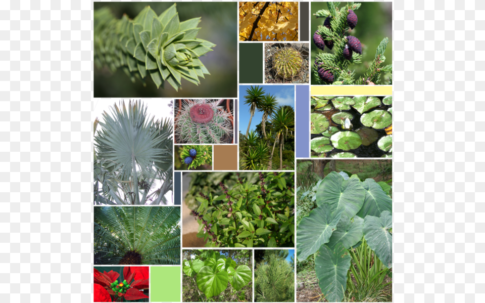 Leaf Varieties Non Flowering Plants Chart, Art, Collage, Outdoors, Nature Free Png