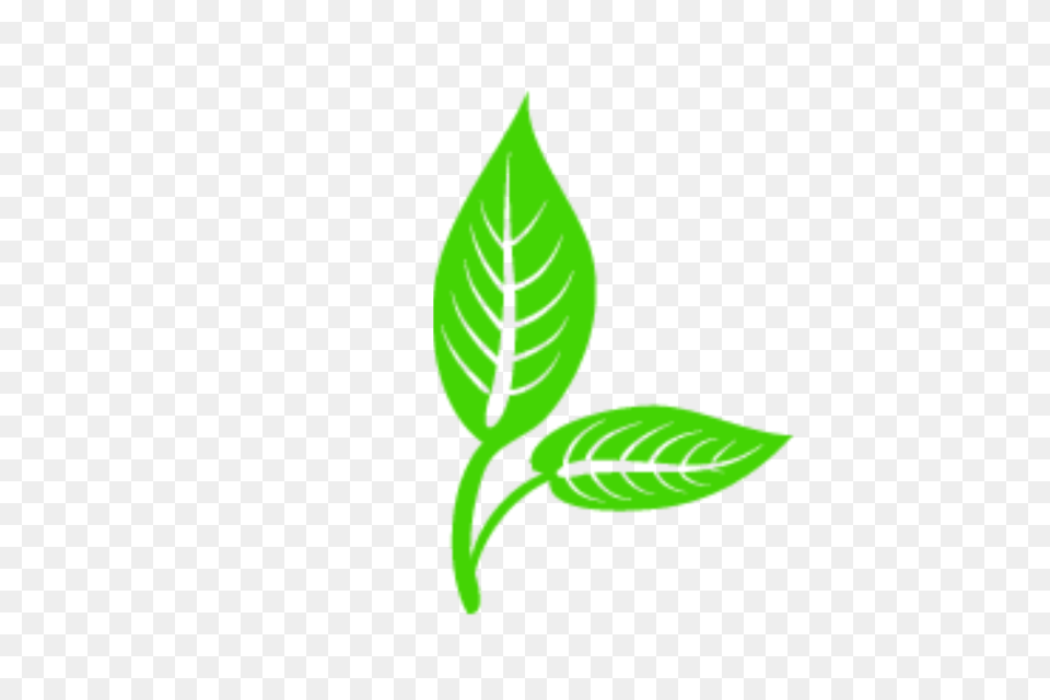 Leaf Vector Clip Art Cartoon Leaf Vector Logo Leaf, Herbal, Herbs, Plant Png Image