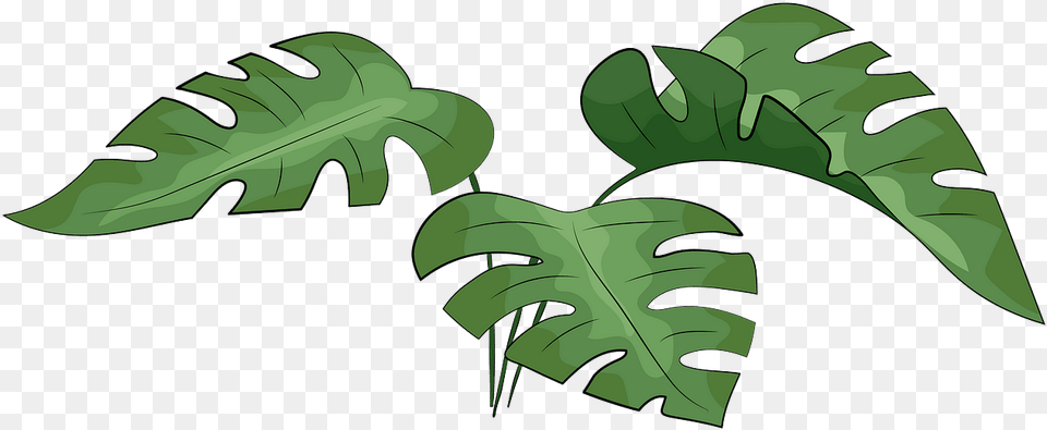 Leaf Vector Monstera, Green, Plant, Car, Transportation Free Png Download