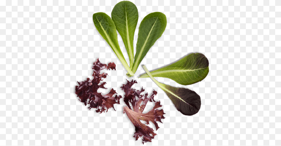 Leaf Vegetable, Food, Lettuce, Plant, Produce Free Png