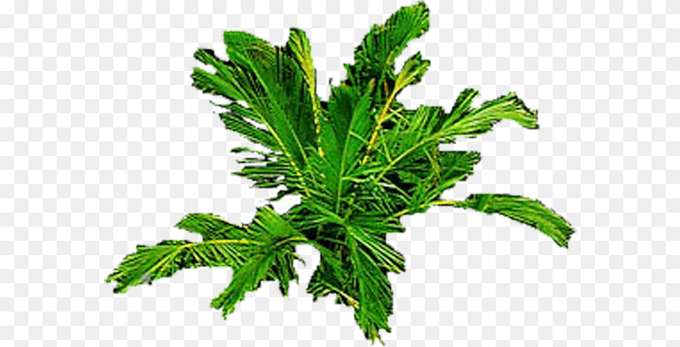 Leaf Vegetable, Green, Herbs, Plant, Tree Png Image