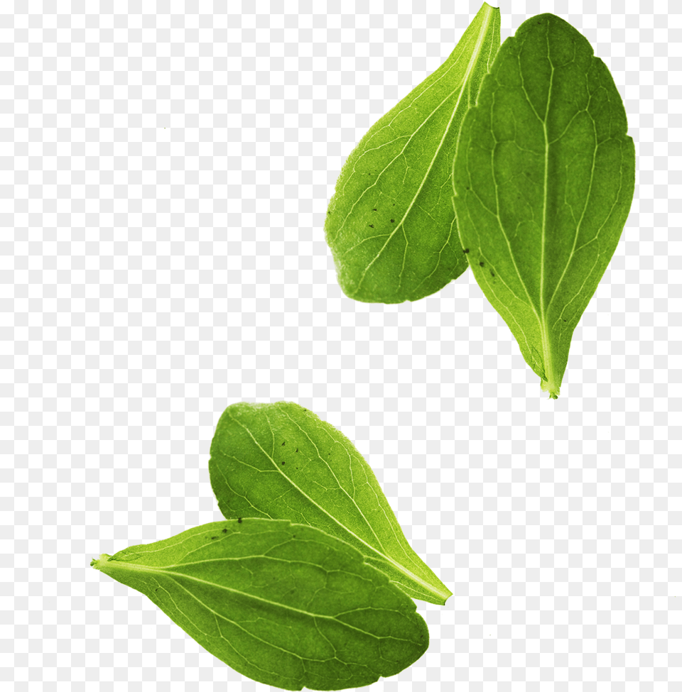 Leaf Vegetable Basil Leaf Vegetable Basil Leaves, Plant, Food, Leafy Green Vegetable, Produce Free Transparent Png