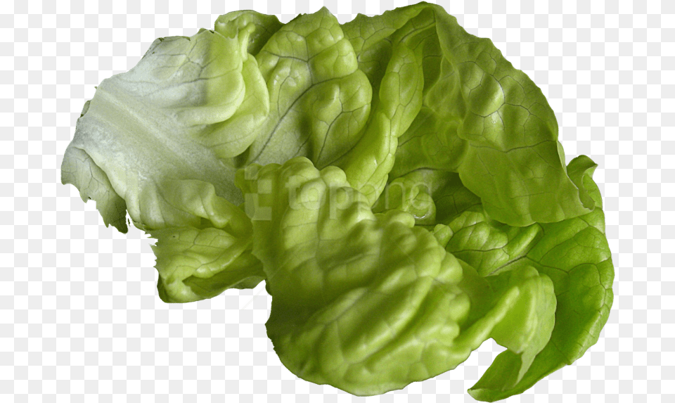 Leaf Vegetableiceburg Leaf Lettuceromaine Lettucecruciferous Lettuce Transparent, Food, Plant, Produce, Vegetable Free Png Download