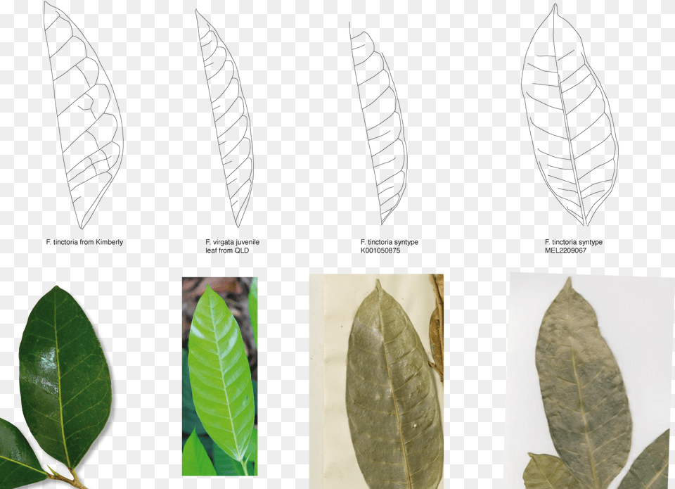 Leaf Vein Comparsion Leaf, Art, Collage, Plant, Vegetation Png Image