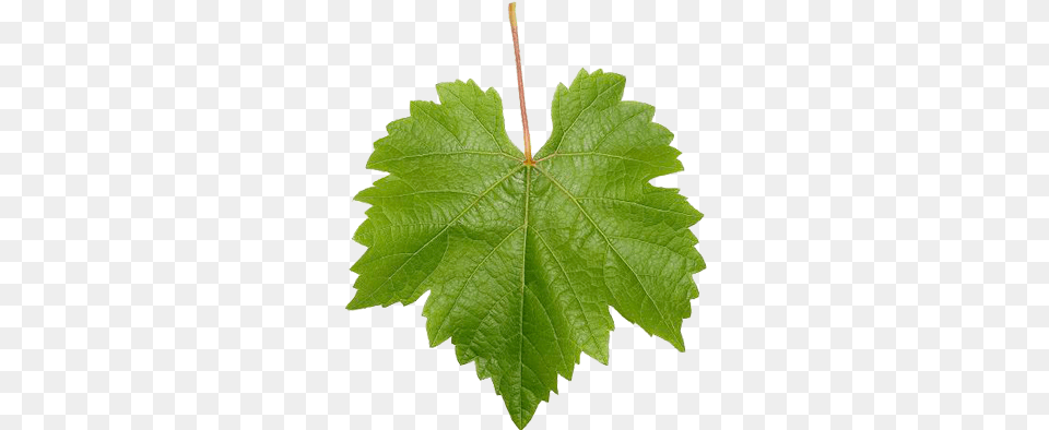 Leaf Vine Wine Grape Leaf Wine Blog Blog Archive Grape Vine Leaf, Oak, Plant, Sycamore, Tree Free Transparent Png