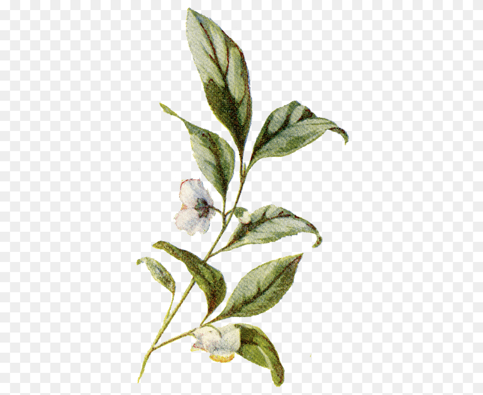 Leaf Vintage Botanical Plants Illustration, Acanthaceae, Flower, Grass, Plant Png Image
