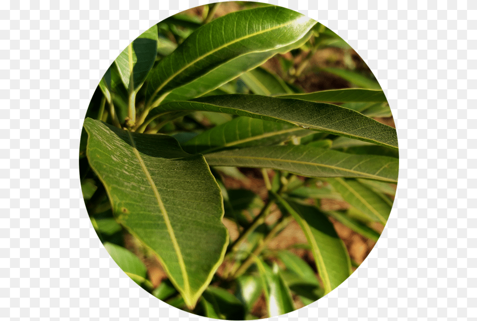 Leaf Wall Clock, Plant, Tree, Flower, Vegetation Png Image