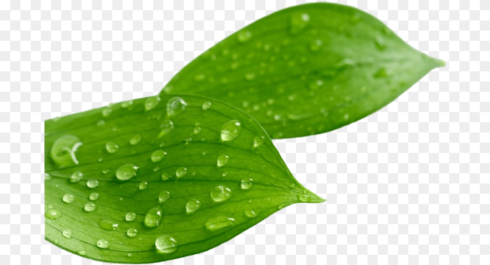 Leaf Water Drop Clipart Mart Leaves With Water Drops, Plant, Green, Flower, Petal Free Png Download