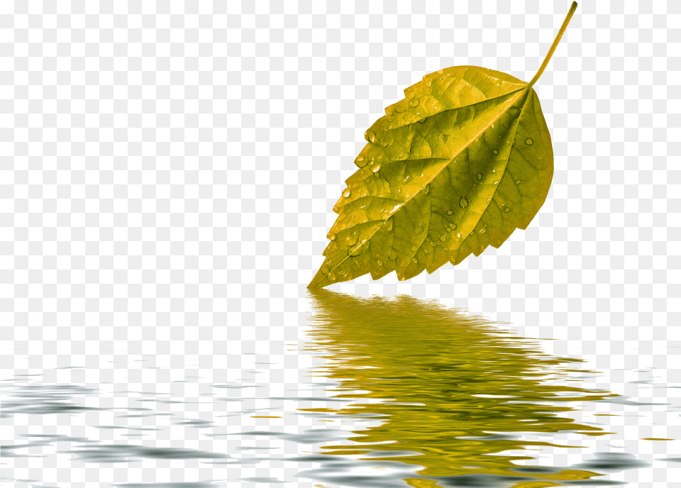 Leaf Water Drop Transparent Background Water Drop Leaf Background, Plant, Outdoors, Nature, Ripple Png