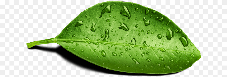 Leaf Water Drop Transparent Mart Leaf With Water Drop, Plant Png Image