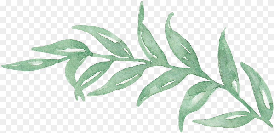 Leaf Watercolor, Herbal, Herbs, Plant, Tree Png