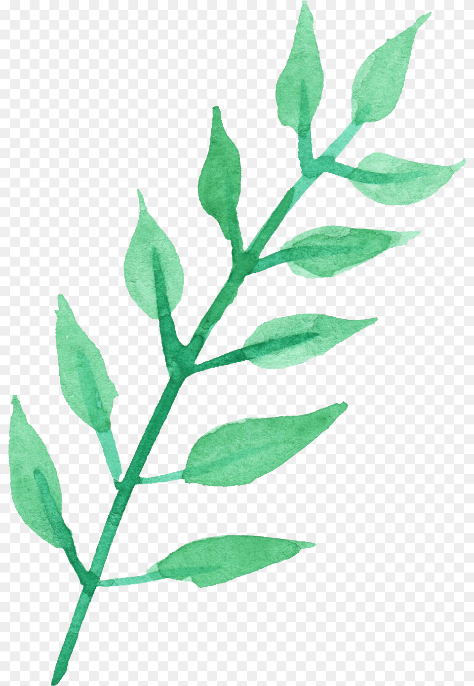 Leaf Watercolor, Herbal, Herbs, Plant, Grass Free Png Download