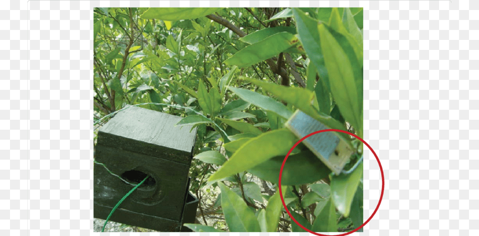 Leaf Wetness Sensor Deployment In Orange Orchard Tree, Vegetation, Rainforest, Plant, Outdoors Png Image
