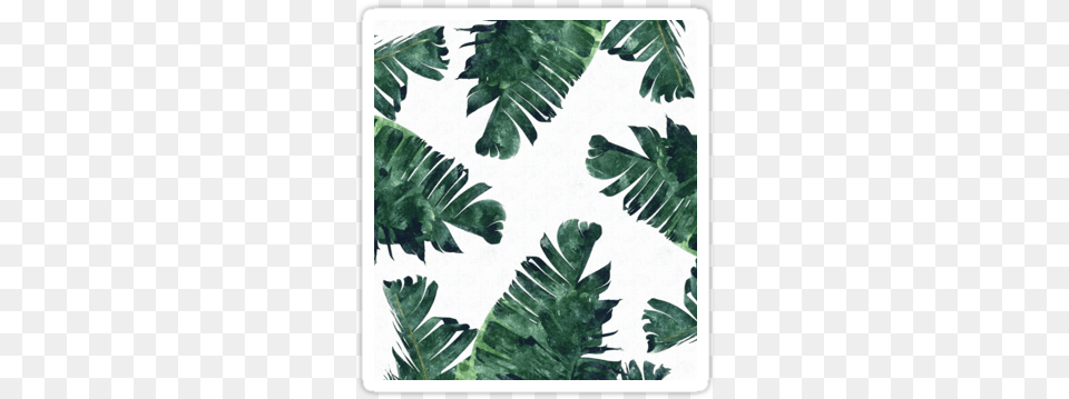 Leaf White And Green Background, Fern, Plant, Vegetation, Tree Png Image