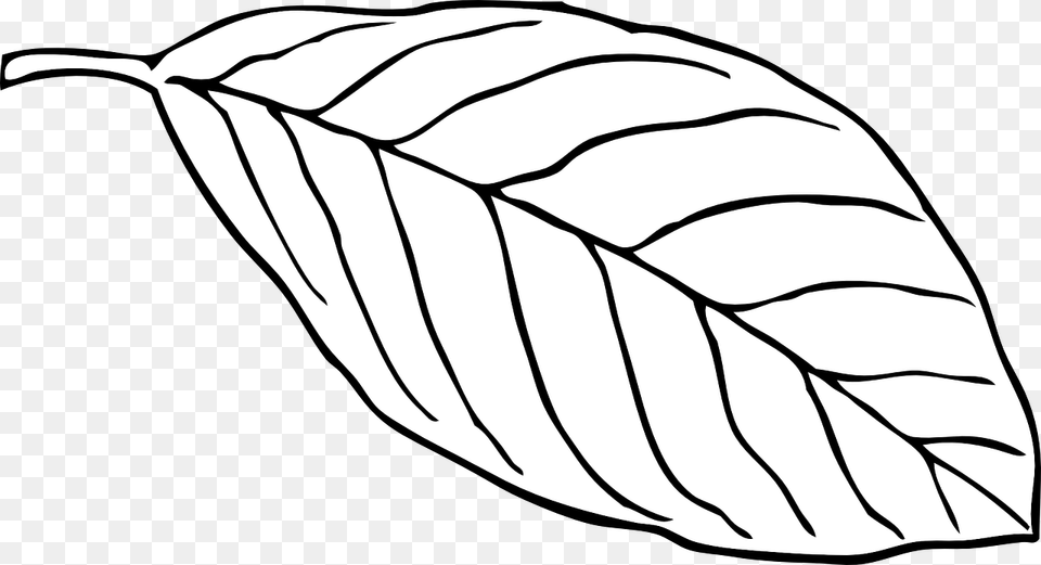 Leaf White Beech Outline Vein Nerve Oval Leaf Clipart, Plant, Animal, Fish, Sea Life Free Png