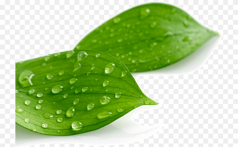 Leaf With Drop, Plant, Green Free Transparent Png