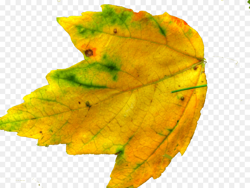 Leaf Yellow Clipart Transparent 110k Cliparts, Plant, Tree, Maple Leaf, Maple Png Image