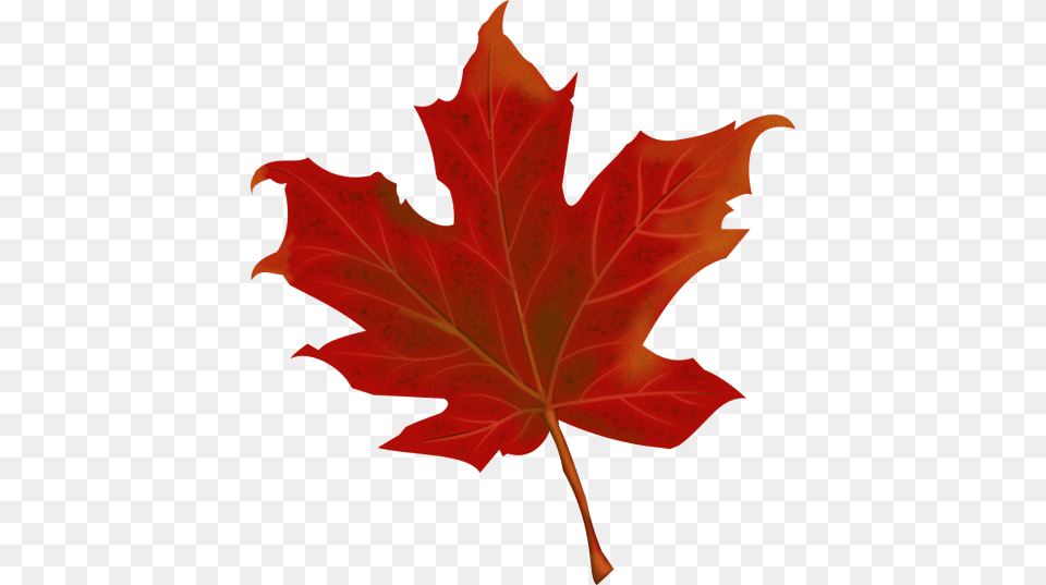 Leafautumnautumn Red Leaves, Leaf, Plant, Tree, Maple Leaf Png
