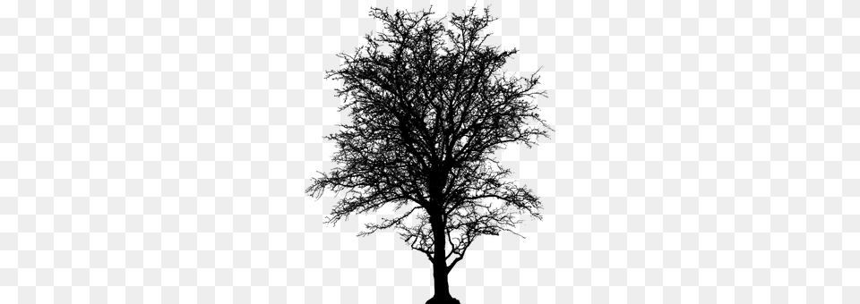 Leafless Gray Free Png Download