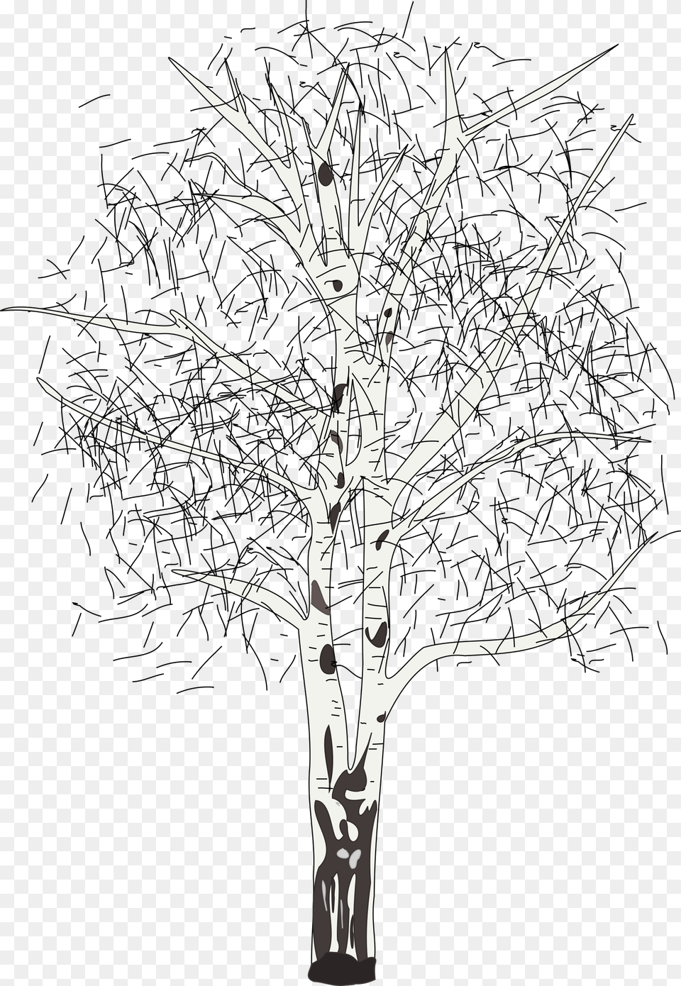 Leafless Birch Clip Arts Birch Winter Tree Clipart, Art, Plant, Drawing, Stencil Free Png