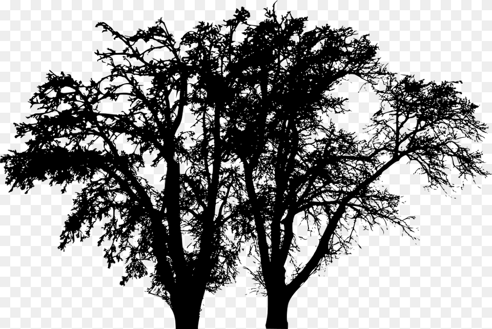 Leafless Tree, Gray Free Png