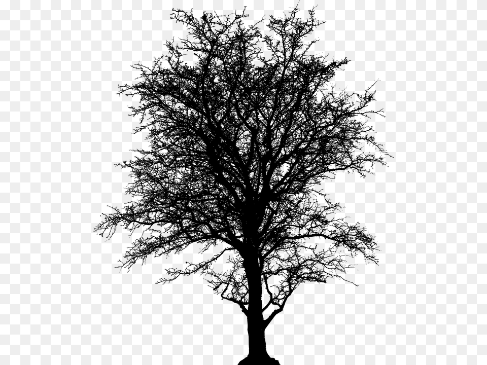 Leafless Tree Barren Plant Silhouette Ecology Silhouette Of A Tree, Gray Free Transparent Png